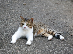 猫 20080419