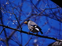 イカル 2002213