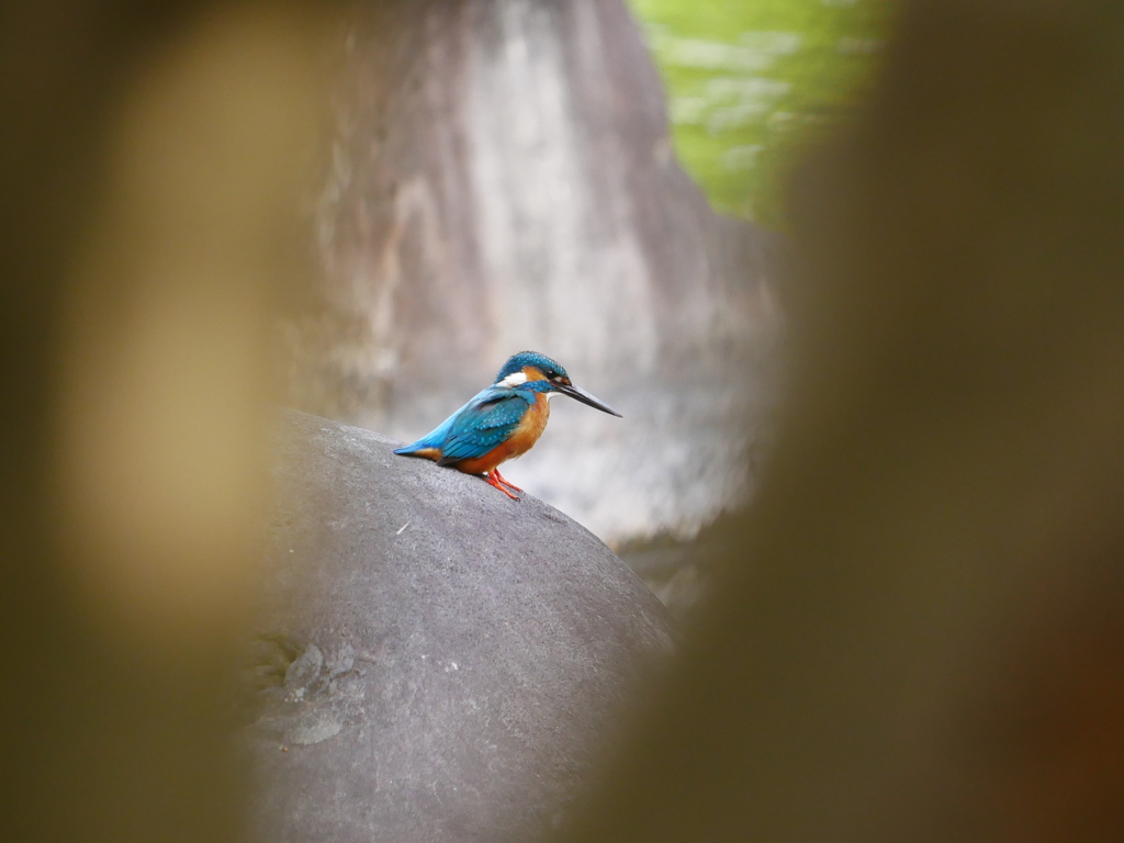 カワセミ 2005051