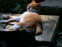 猫 2008047