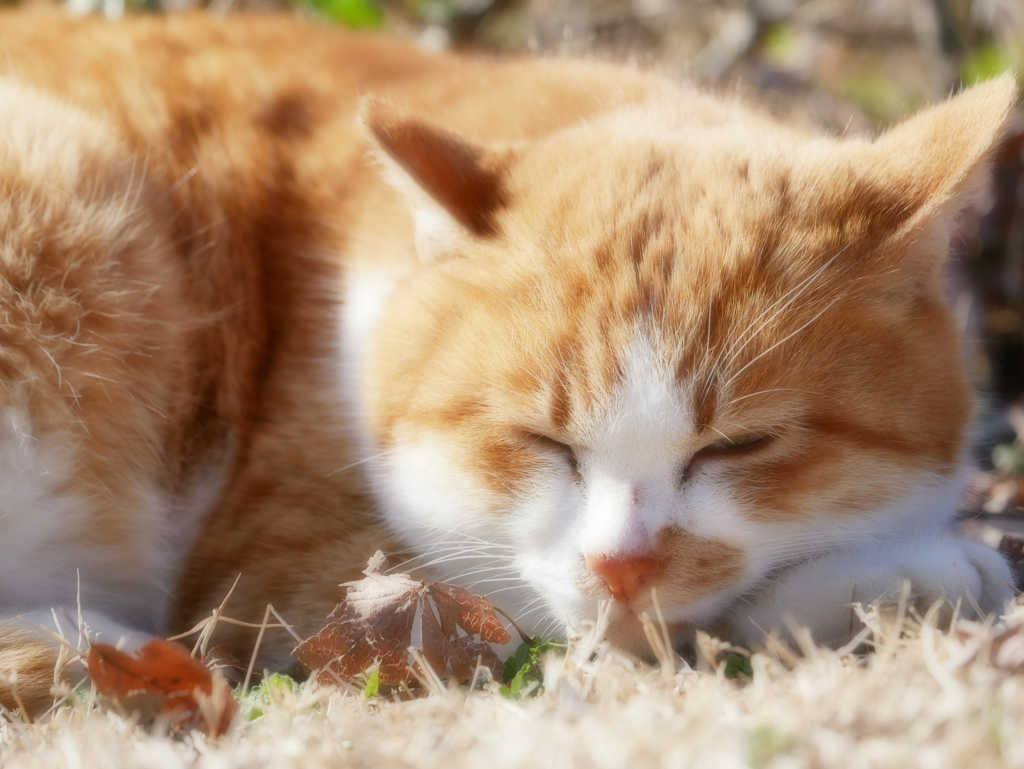 猫 2001169