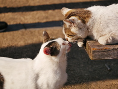 猫 2003237