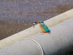 カワセミ 2002071