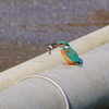 カワセミ 2002071