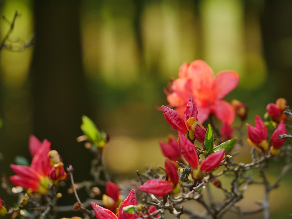 花 2005016