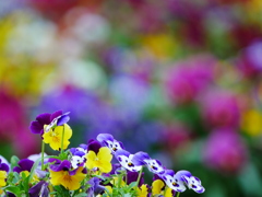 花 2005017