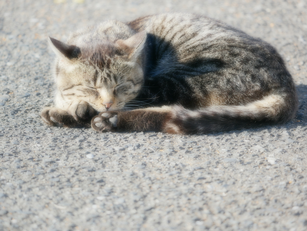 猫 2001306