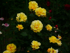 花 2005141