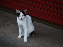猫 20080423