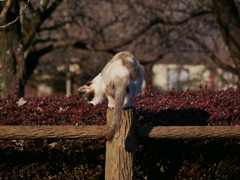 猫 20021016
