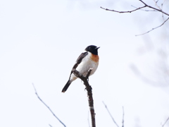 ノビタキ 1905221