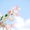 花 2009088