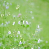 花 2008241