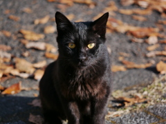 猫 181211