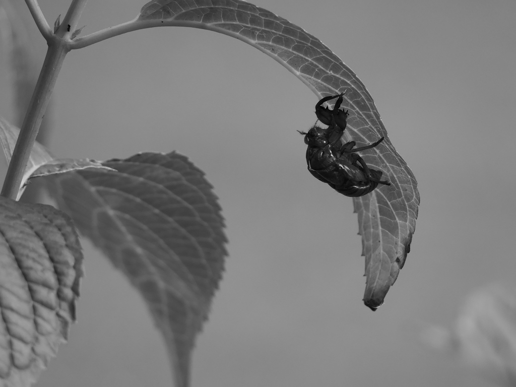 昆虫 20090816
