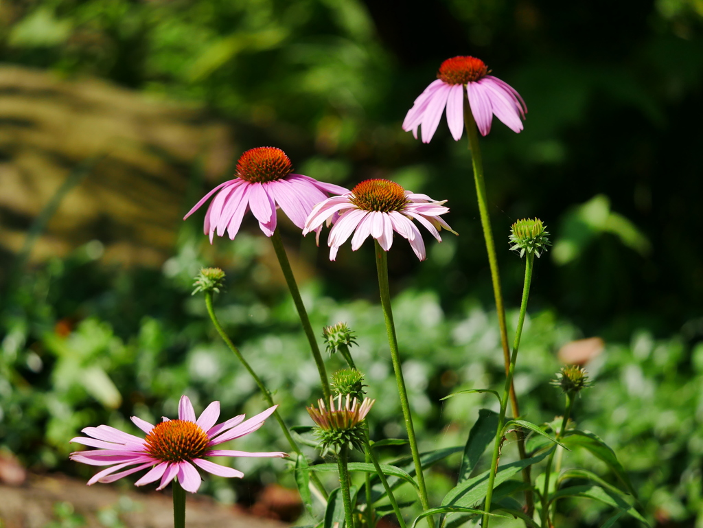 花 2007022