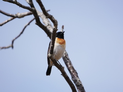 ノビタキ 1905222