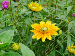 花 2006238