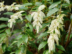 花 2005059