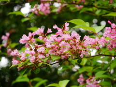 花 2005216