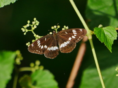 昆虫 20070081