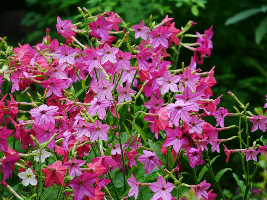 花 2007134