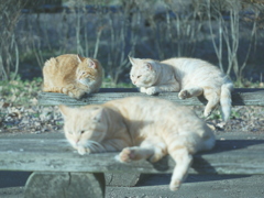 猫 1912166
