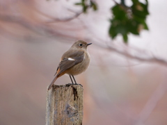 20122428