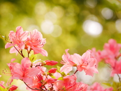 花 2005014