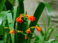 花 2007133