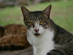 猫 2007105