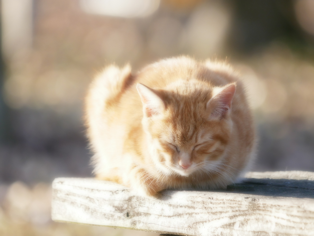 猫 19121613