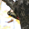 アカゲラ