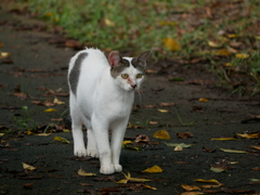 猫 2007108