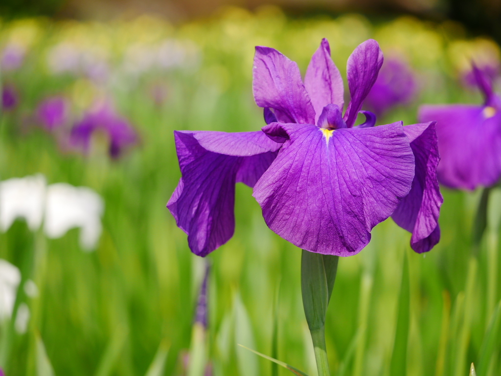 花 2006033