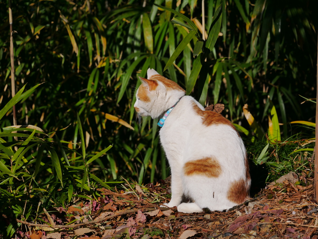 猫 1912295