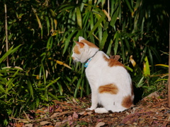 猫 1912295