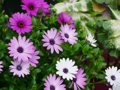 花 20050514
