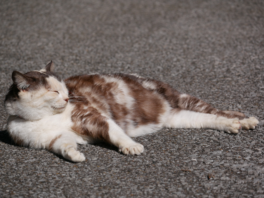 猫 20022114