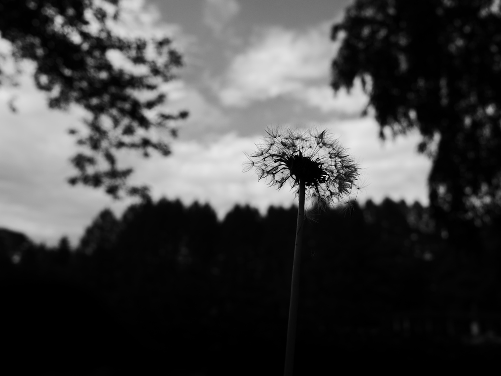 花 2006264