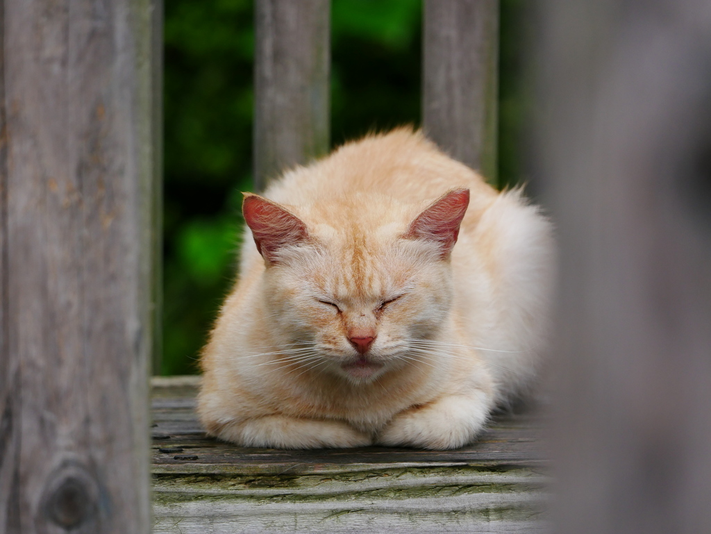 猫 2007103
