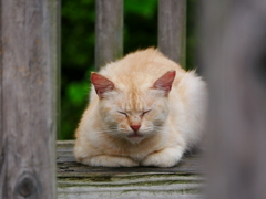 猫 2007103