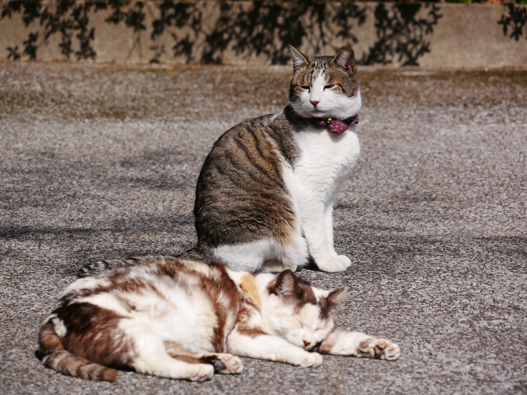 猫 20022125