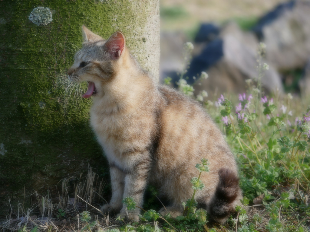猫 20032315