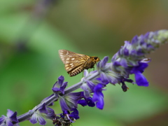 昆虫 2007318