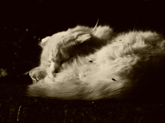 猫 20021018