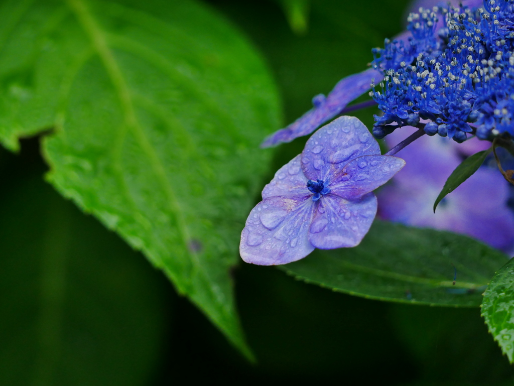 花 20062315