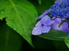 花 20062315