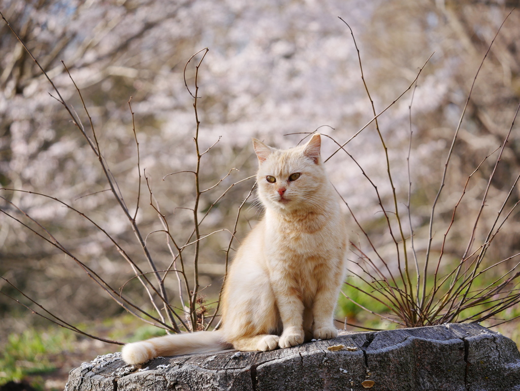 猫 2003232