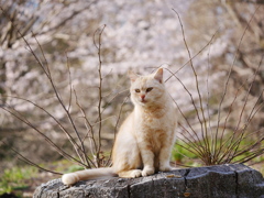 猫 2003232